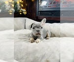 Puppy Sandy French Bulldog