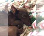 Small #2 Chiweenie