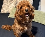 Small Photo #1 Cavapoo (Miniature) Puppy For Sale in SPARTANBURG, SC, USA