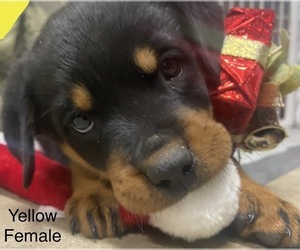 Rottweiler Puppy for sale in AZLE, TX, USA