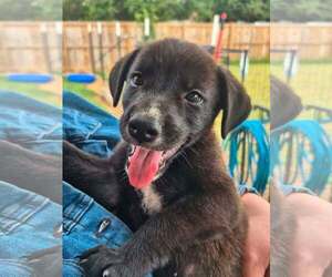 Border Collie-Unknown Mix Dogs for adoption in Sheboygan, WI, USA