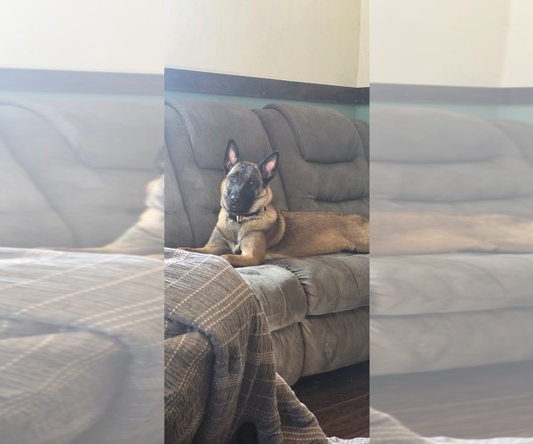 Medium Photo #1 Belgian Malinois Puppy For Sale in OSHKOSH, WI, USA
