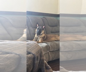Mother of the Belgian Malinois puppies born on 04/22/2026