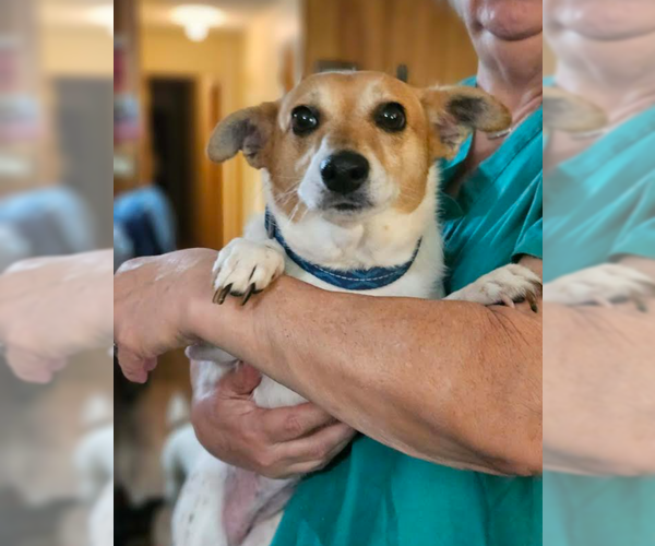 Medium Photo #3 Chihuahua-Unknown Mix Puppy For Sale in Cranston, RI, USA