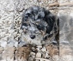 Small #3 Aussie-Poo-Aussiedoodle Mix