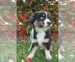 Small Photo #2 Australian Shepherd Puppy For Sale in ASHEBORO, NC, USA