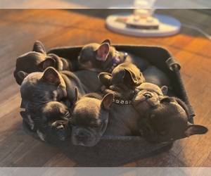 French Bulldog Puppy for sale in HAMDEN, CT, USA
