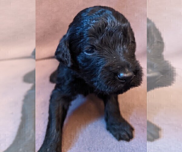 Medium Photo #3 Goldendoodle Puppy For Sale in TEMECULA, CA, USA