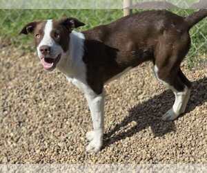 Stacy - Female Borador Dog for Adoption - Photo #4