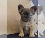 Small Photo #17 French Bulldog Puppy For Sale in CINCINNATI, OH, USA