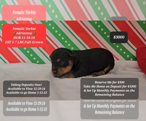 Yorkshire Terrier Puppy for sale in TUCSON, AZ, USA