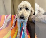 Small #7 Goldendoodle