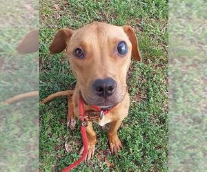 American Staffordshire Terrier-Unknown Mix Dogs for adoption in Fort Lauderdale, FL, USA