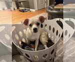 Small #6 Chihuahua Mix