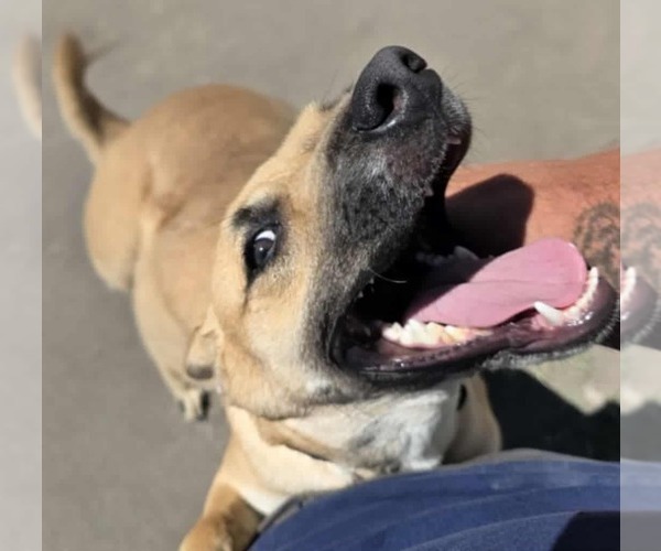 Medium Photo #8 Mutt Puppy For Sale in Minneapolis, MN, USA