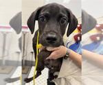 Small Labrador Retriever Mix