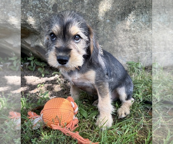 Medium Photo #2 Schnoodle (Miniature) Puppy For Sale in MIDDLEBURY, IN, USA