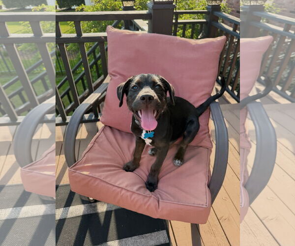 Medium Photo #6 Labrador Retriever-Unknown Mix Puppy For Sale in Plainfield, IL, USA