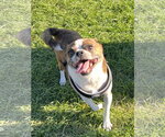 Scooby - Male Pug-Unknown Mix Dog for Adoption - Small photo