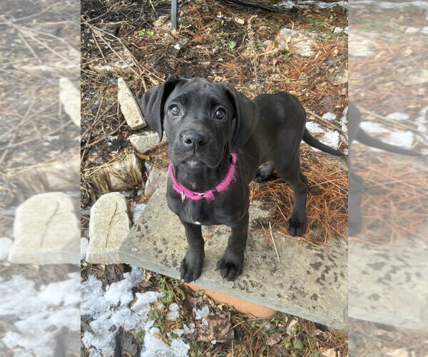 Medium Photo #3 Boweimar Puppy For Sale in Brewster, NY, USA