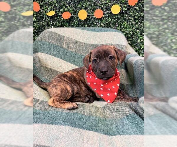Medium Photo #1 Labrador Retriever-Unknown Mix Puppy For Sale in Corpus Christi, TX, USA