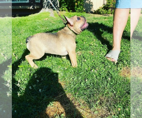 Medium Photo #1 French Bulldog Puppy For Sale in SACRAMENTO, CA, USA