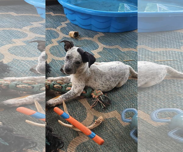 Medium Photo #3 Mutt Puppy For Sale in Rockaway, NJ, USA