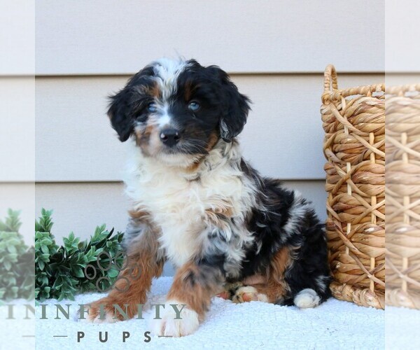 Medium Photo #2 Bernedoodle (Miniature) Puppy For Sale in PARADISE, PA, USA