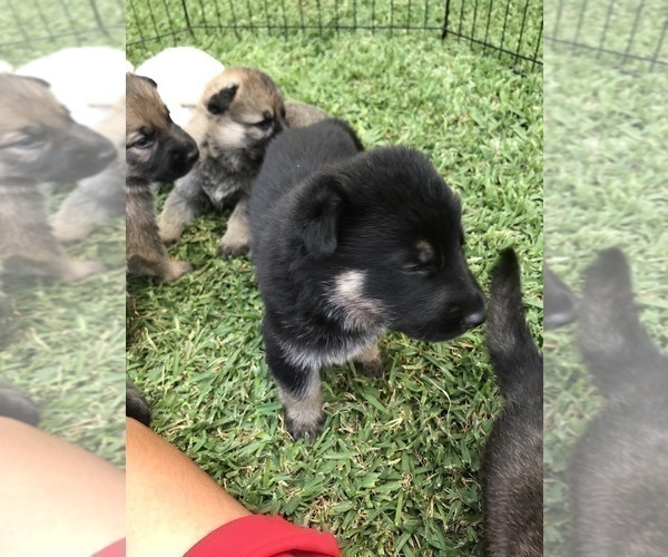 Medium Photo #17 German Shepherd Dog Puppy For Sale in ROSHARON, TX, USA