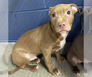 Mutt Dogs for adoption in Sterling, MA, USA