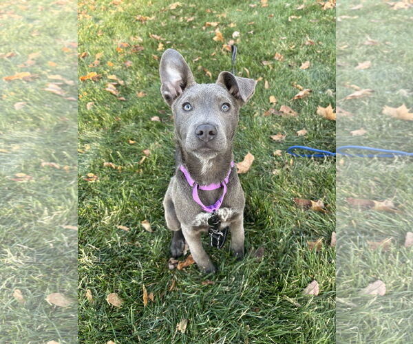 Medium Photo #1 Mutt Puppy For Sale in GILBERTS, IL, USA