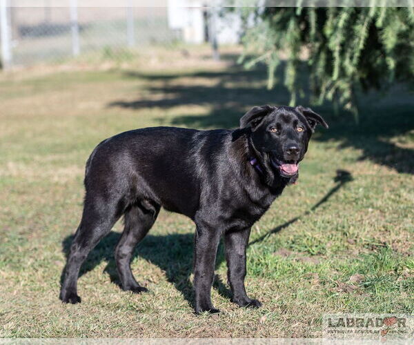 Medium Photo #2 Labrador Retriever-Unknown Mix Puppy For Sale in Clovis, CA, USA