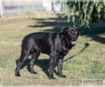 Small #1 Labrador Retriever Mix