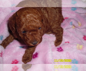 Poodle (Toy) Puppy for sale in DULUTH, GA, USA