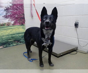 Australian Kelpie-Unknown Mix Dogs for adoption in Moreno Valley, CA, USA