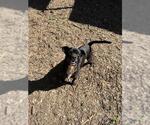 Small #2 Mutt