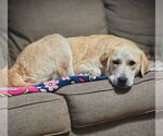 Small #2 Great Pyrenees Mix