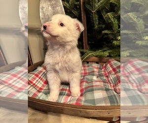 Australian Shepherd Puppy for sale in GENESEO, IL, USA