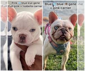 Father of the French Bulldog puppies born on 09/17/2024
