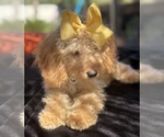 Small Photo #42 Goldendoodle mix (+ Poodle Miniature) Puppy For Sale in MENIFEE, CA, USA