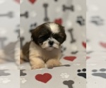 Puppy Chico Shih Tzu