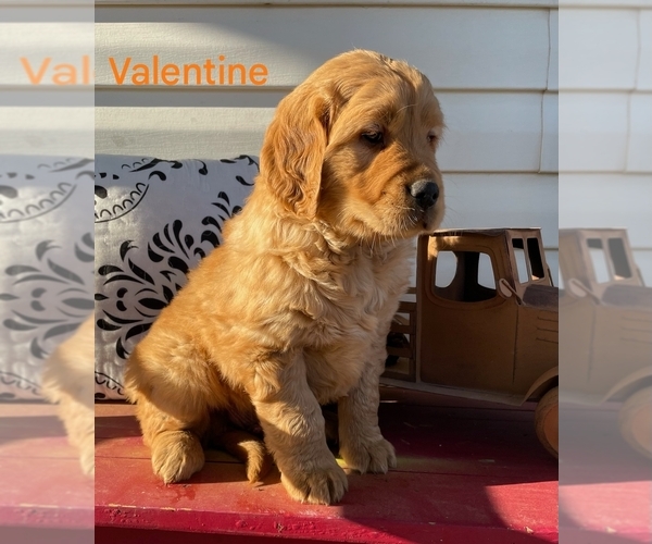 Medium Photo #1 Golden Retriever Puppy For Sale in CHELSEA, OK, USA