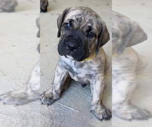 Presa Canario Puppy for sale in WAYNESBURG, PA, USA