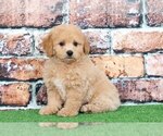Small Photo #3 Poochon Puppy For Sale in BEL AIR, MD, USA