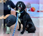 Small #1 Chow Chow Mix