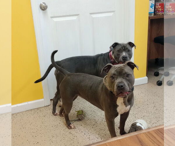 Medium Photo #4 American Pit Bull Terrier Puppy For Sale in York, SC, USA