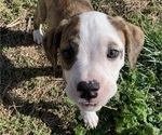 Small #1 American Bully-Boxer Mix