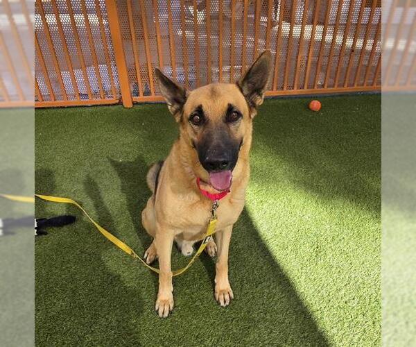 Medium Photo #1 German Shepherd Dog-Unknown Mix Puppy For Sale in Las Vegas, NV, USA