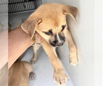 Small Black Mouth Cur Mix