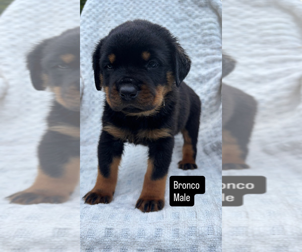 Medium Photo #5 Rottweiler Puppy For Sale in NARVON, PA, USA
